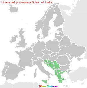 Linaria peloponnesiaca Boiss. & Heldr.